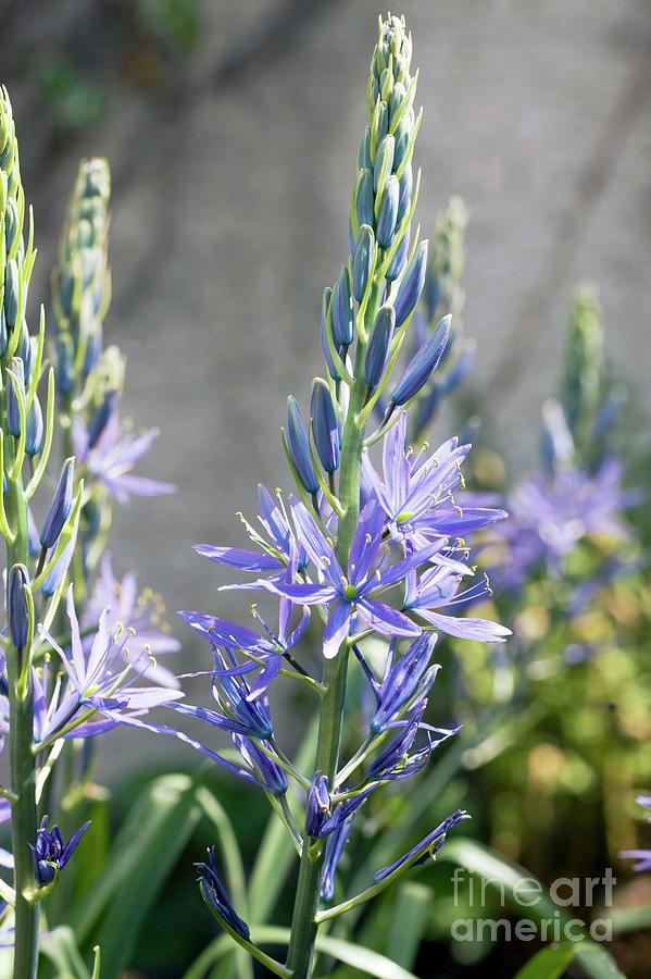 Blue Photograph - Cammasia Scilloides by Dr Keith Wheeler/science Photo Library Blue Photograph - Cammasia Scilloides by Dr Keith Wheeler/science Photo Library