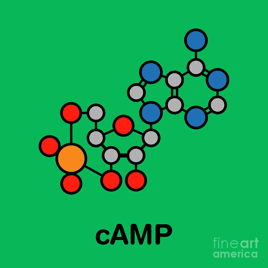 Camp Second Messenger Molecule #1 Photograph by Molekuul/science Photo Library