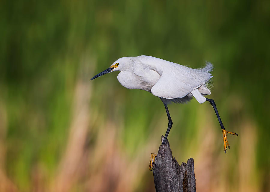 Egret Photograph - Can You Do It? #1 by Verdon