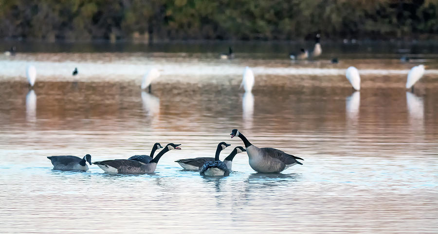 Canada Geese 8054-122718-1 #1 Photograph by Tam Ryan