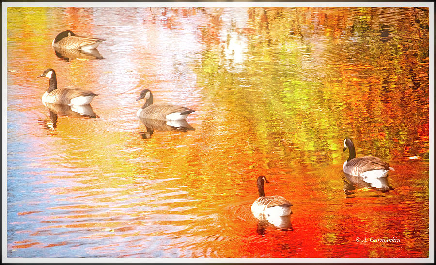 Canada Geese on an Autumn Stream #1 Photograph by A Macarthur Gurmankin