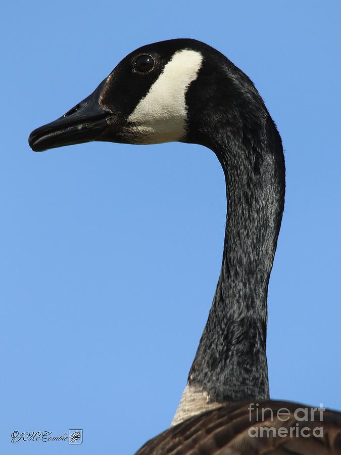 Canada Goose #3 Photograph by J McCombie
