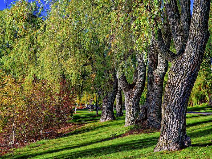 Canadian Autumn by Anthony Dezenzio Canadian Autumn by Anthony Dezenzio