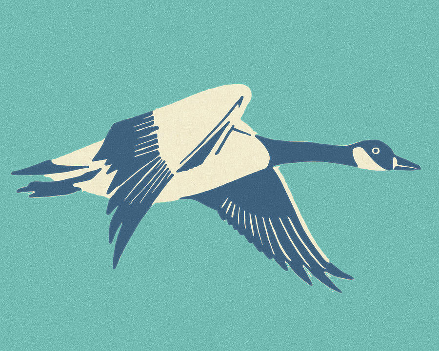 Geese Drawing - Canadian Goose #1 by CSA Images