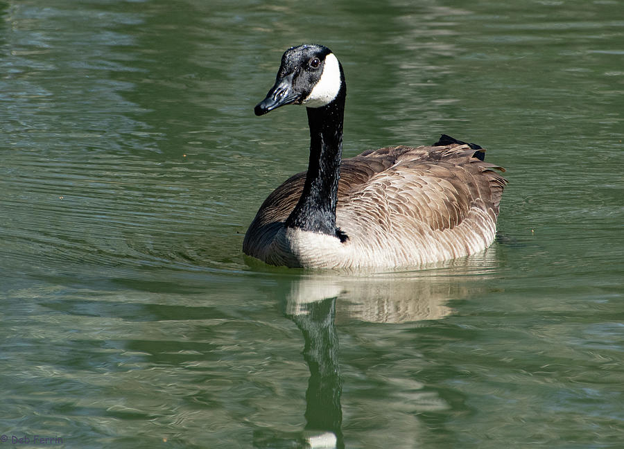 Canadian Goose Photograph by Deborah Ferrin - Fine Art America