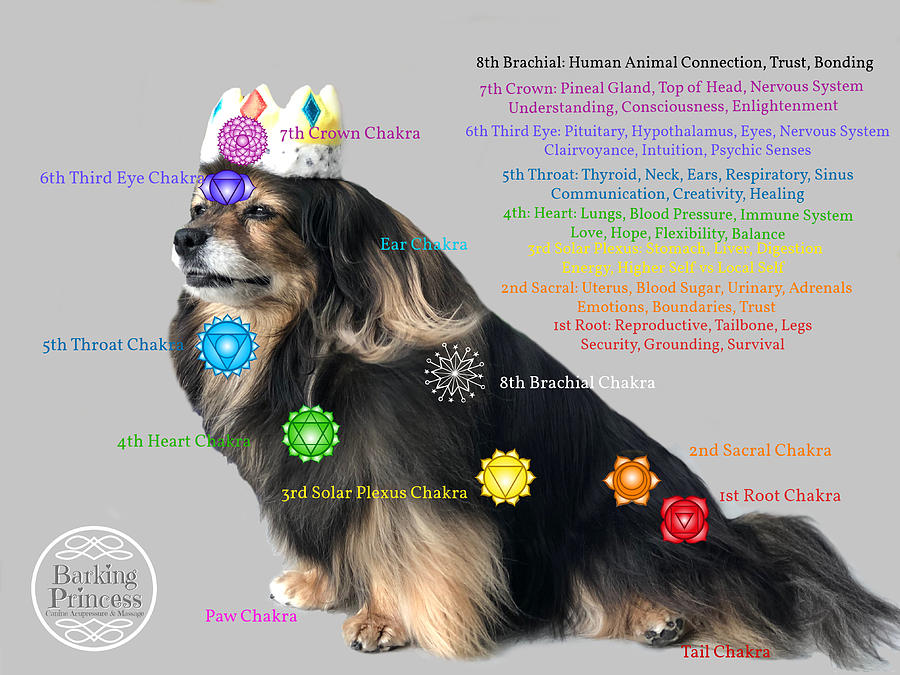 Crown Chakra Digital Art - Canine Chakras by Barking Princess Crown Chakra Digital Art - Canine Chakras by Barking Princess