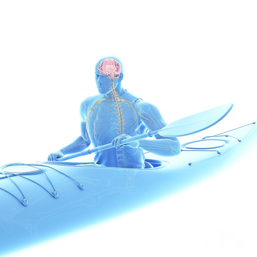 Canoeist's Nervous System #1 by Sebastian Kaulitzki/science Photo Library