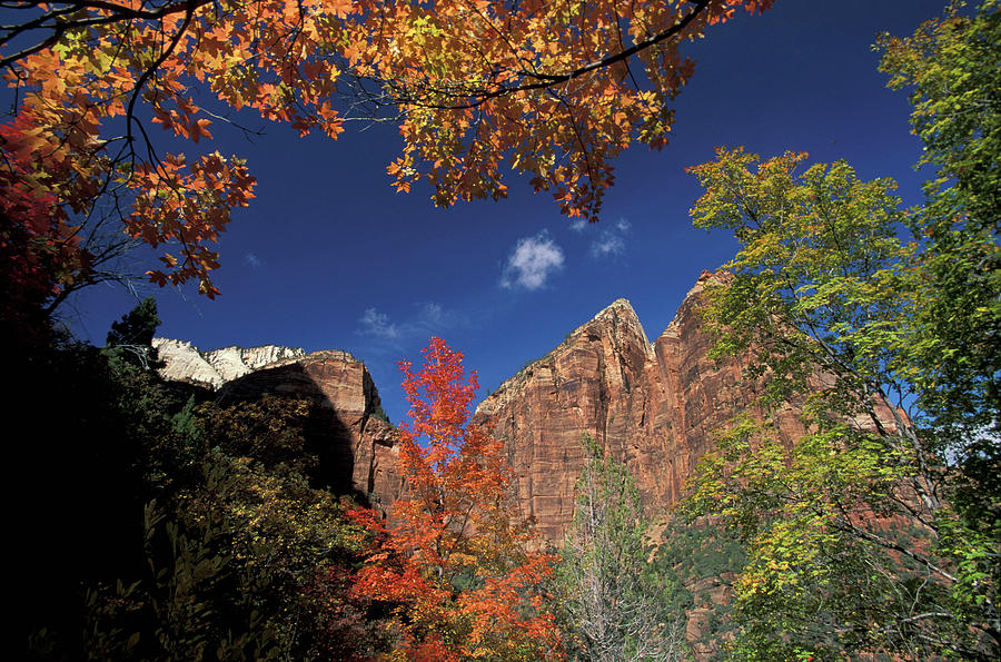 Canyon, Zion National Park, Utah #1 Digital Art by Heeb Photos