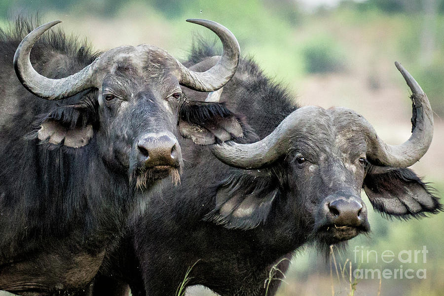 Cape Buffalo #1 Photograph by Timothy Hacker