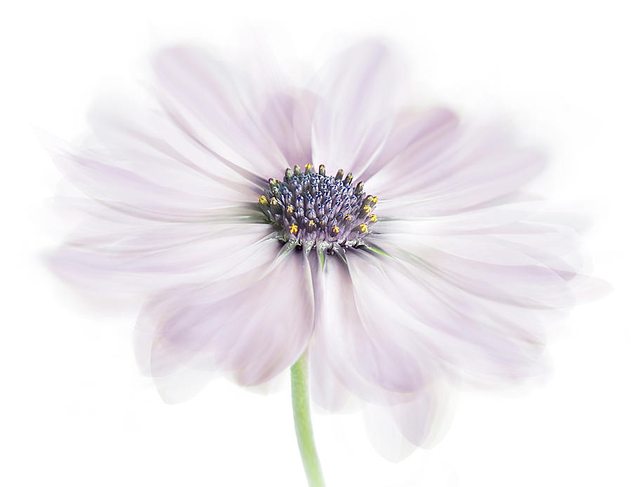 Cape Daisy #1 Photograph by Mandy Disher