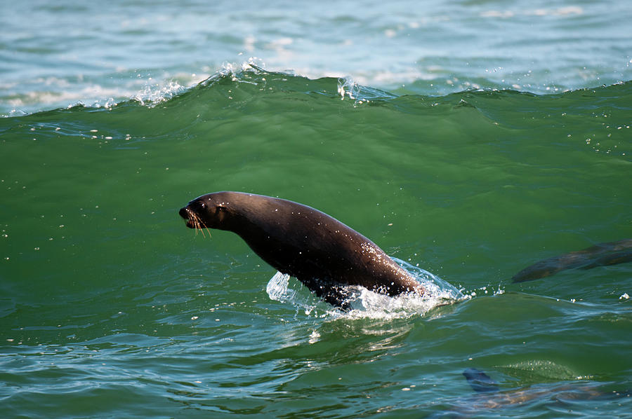 Cape Fur Seal Colony (arctocephalus Pusilus), Skeleton Coast National