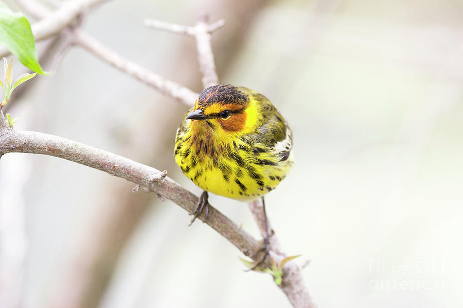 Cape May Warbler Series 2 Photograph by Jeannette Hunt