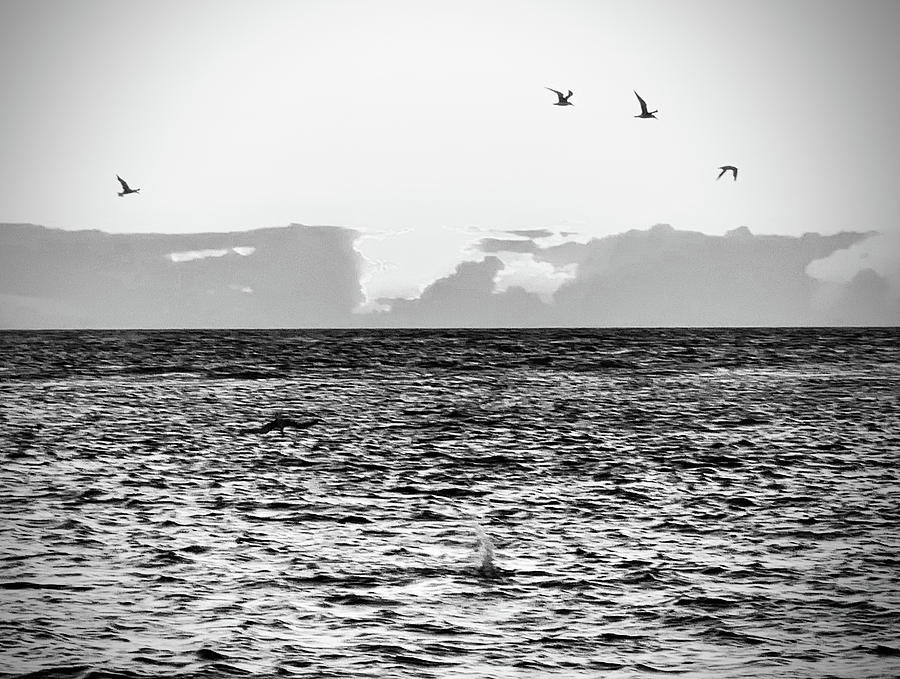 Captiva Island Seabirds Feasting Noir Black and White Photograph by Shelly Tschupp