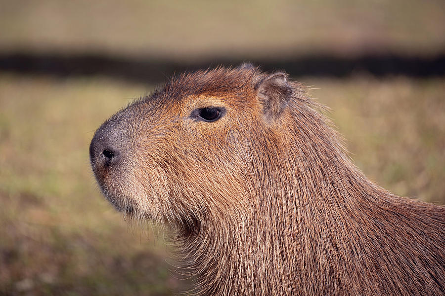Capybara, Hydrochoerus hydrochaeris #1 Photograph by Artush Foto - Fine Art  America