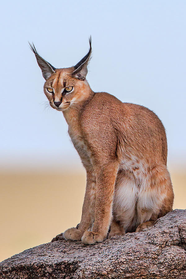 Wildlife Photograph - Caracal #1 by Alessandro Catta
