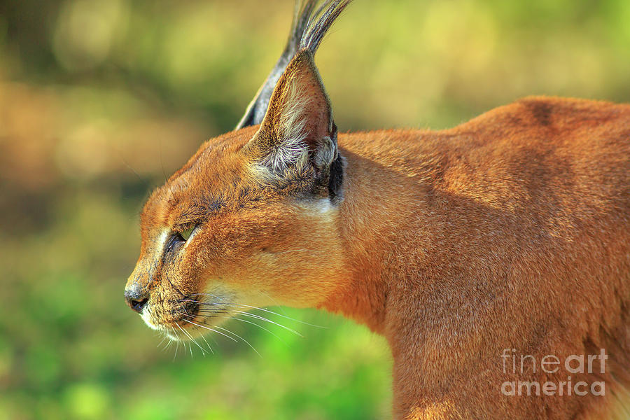Caracal side view #1 Photograph by Benny Marty