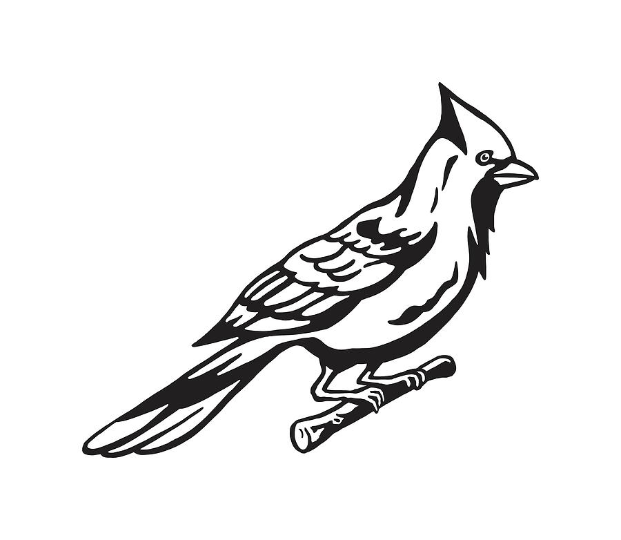 Black And White Drawing - Cardinal #1 by CSA Images
