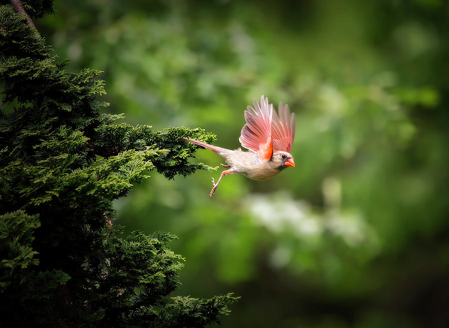 Cardinal in Flight #1 Photograph by Deborah Penland