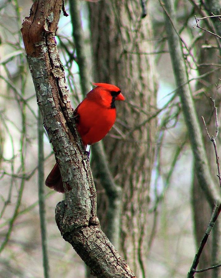 Cardinal in Tree Photograph by Nightingale Photography Judy Latimer ...