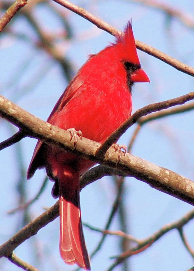 Cardinal in Winter Photograph by Karen Stansberry