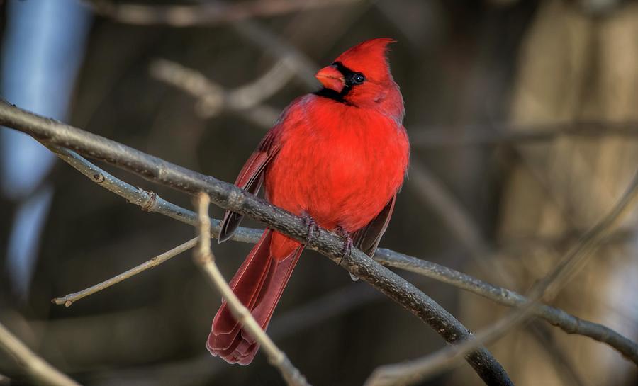 Cardinal Rule #1 Photograph by Ray Congrove