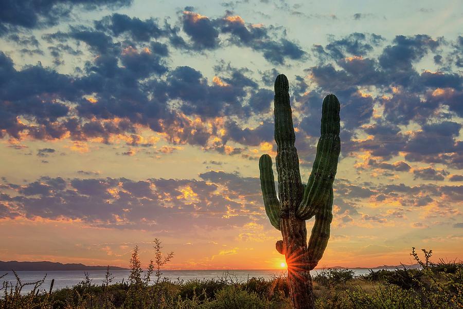 Cardon Cactus, La Ventana, Mexico #1 Digital Art by Heeb Photos