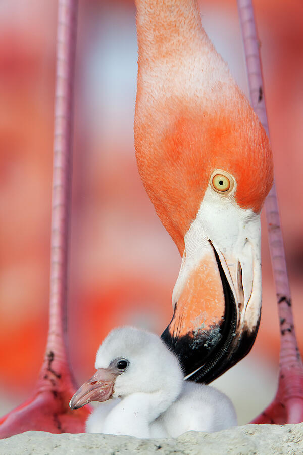 Caribbean Flamingo Preening Chick In The Breeding Colony #1 Photograph by Claudio Contreras / Naturepl.com Caribbean Flamingo Preening Chick In The Breeding Colony #1 Photograph by Claudio Contreras / Naturepl.com