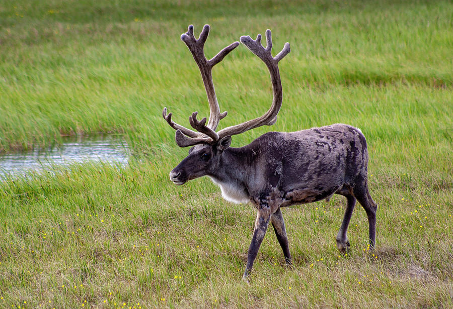 Caribou Buck #1 Photograph by Anthony Jones