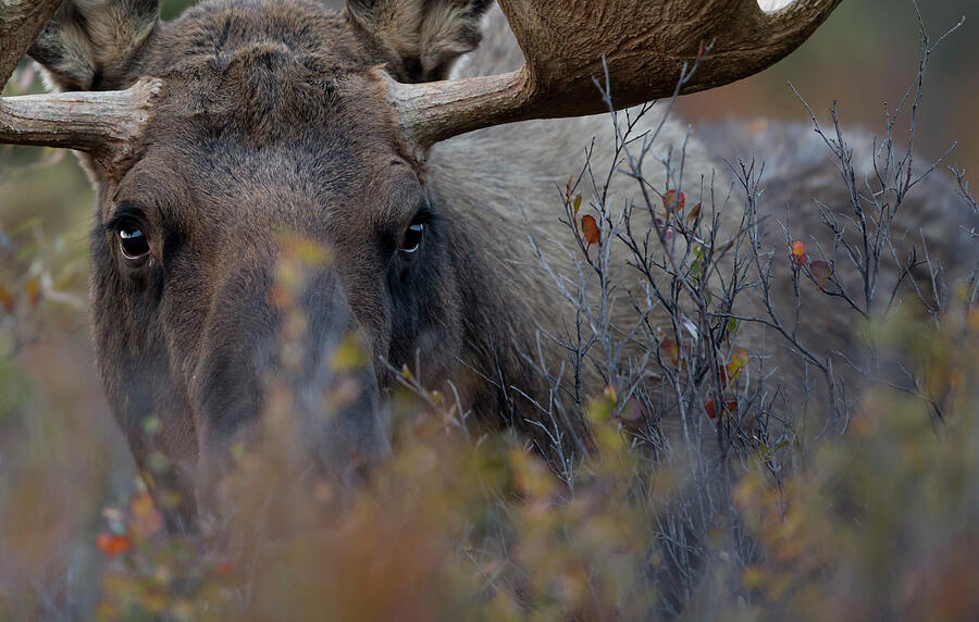 Caribou / Reindeer Bull Close-up Grazing, Denali National #1 Photograph by Danny Green / Naturepl.com Caribou / Reindeer Bull Close-up Grazing, Denali National #1 Photograph by Danny Green / Naturepl.com