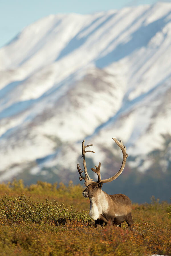Caribou / Reindeer Bull Grazing, Denali National Park #1 Photograph by Danny Green / Naturepl.com