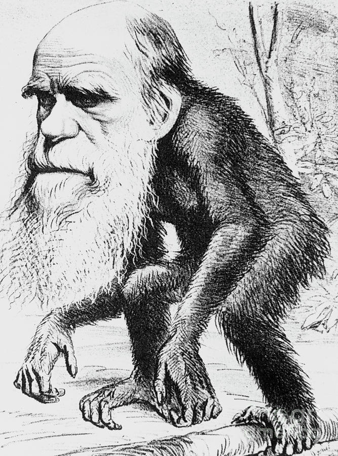 Caricature Of Charles Darwin And Natural Selection #1 Photograph by Science Photo Library