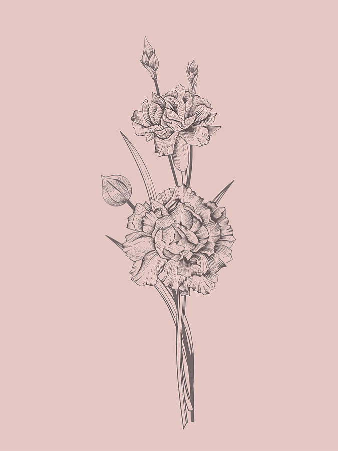 Flower Mixed Media - Carnation Blush Pink Flower #1 by Naxart Studio