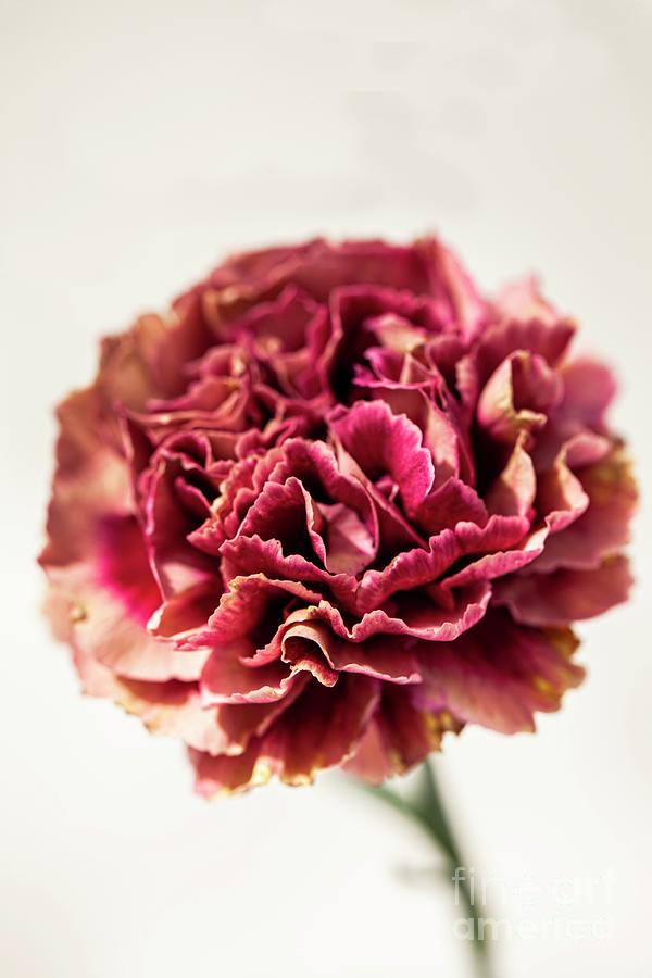 Nature Photograph - Carnation (dianthus Caryophyllus loup) #1 by Ian Gowland/science Photo Library