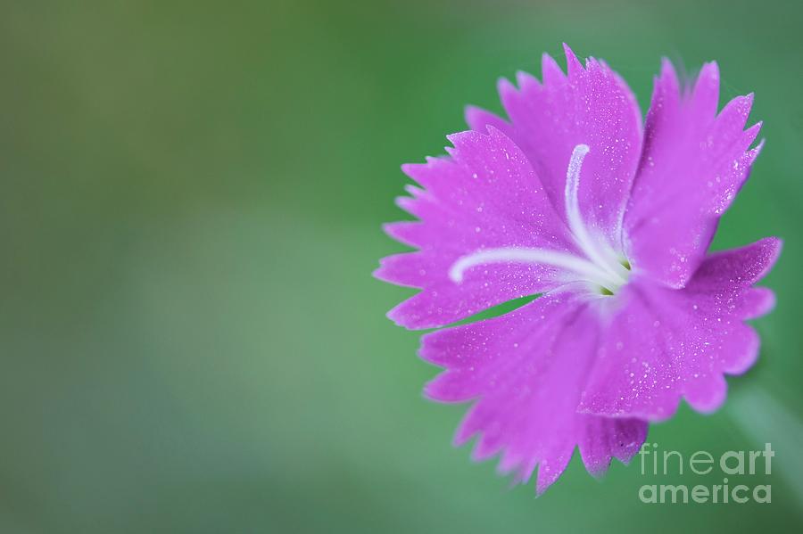 Nature Photograph - Carnation (dianthus Gratianopolitanus firewitch) #1 by Maria Mosolova/science Photo Library