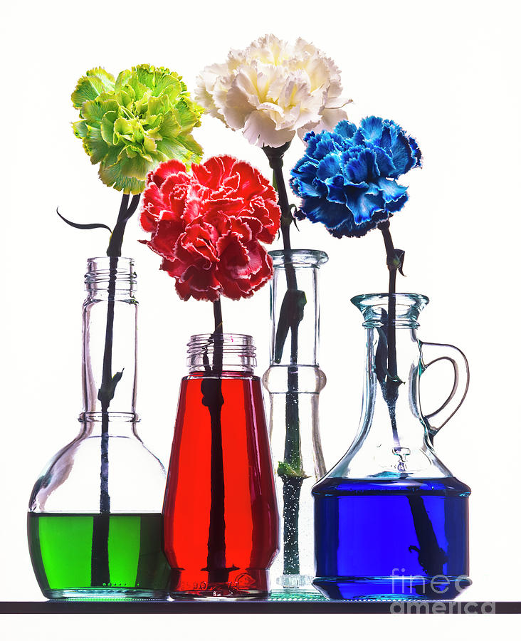 Carnation Flowers Dyed With Food Colouring #1 Photograph by Martyn F. Chillmaid/science Photo Library