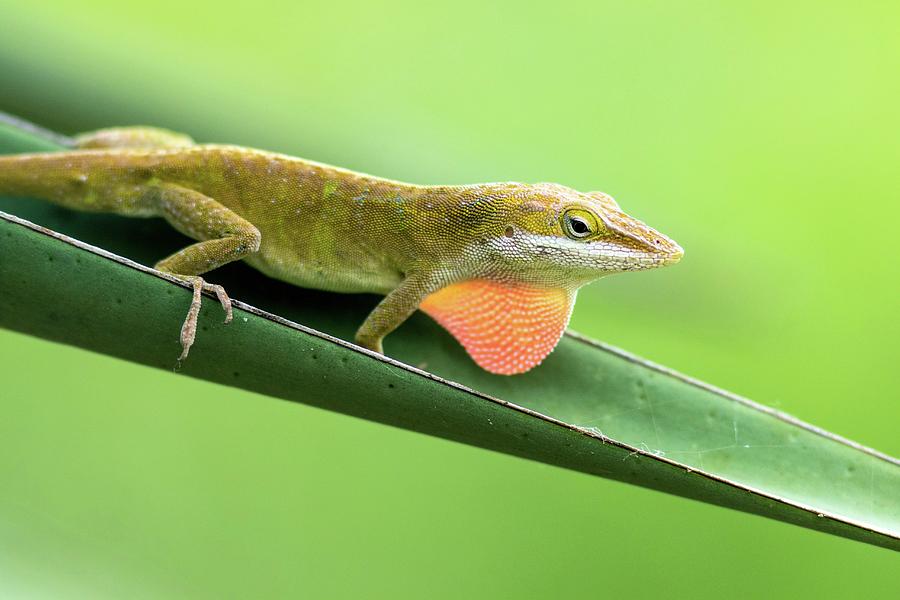 Carolina Anole Anolis Carolinensis - #1 Photograph by Bill Gozansky ...