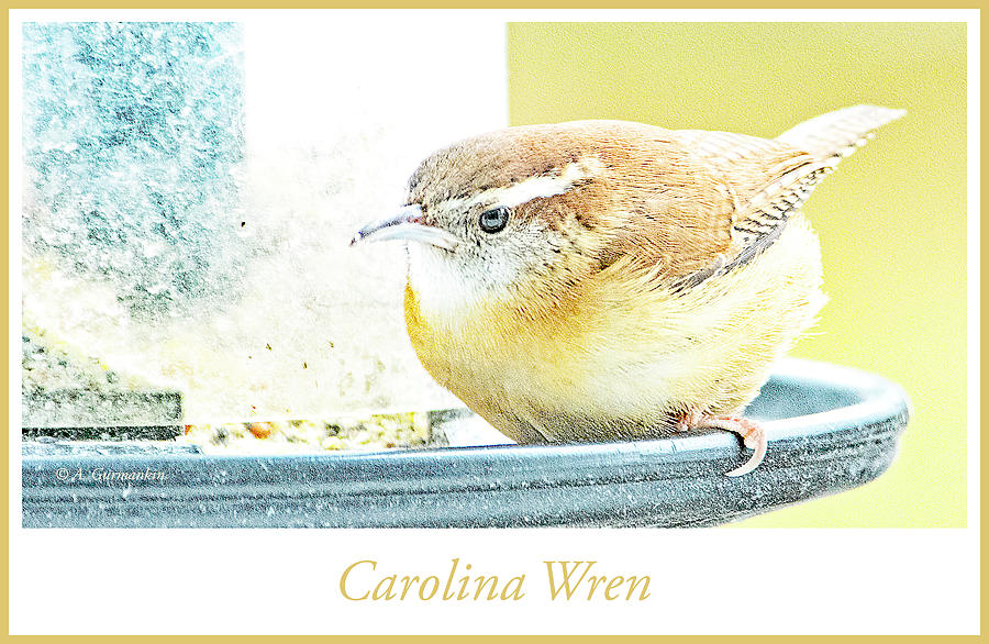 Carolina Wren on Bird Feeder, Animal Portrait #1 Photograph by A Macarthur Gurmankin