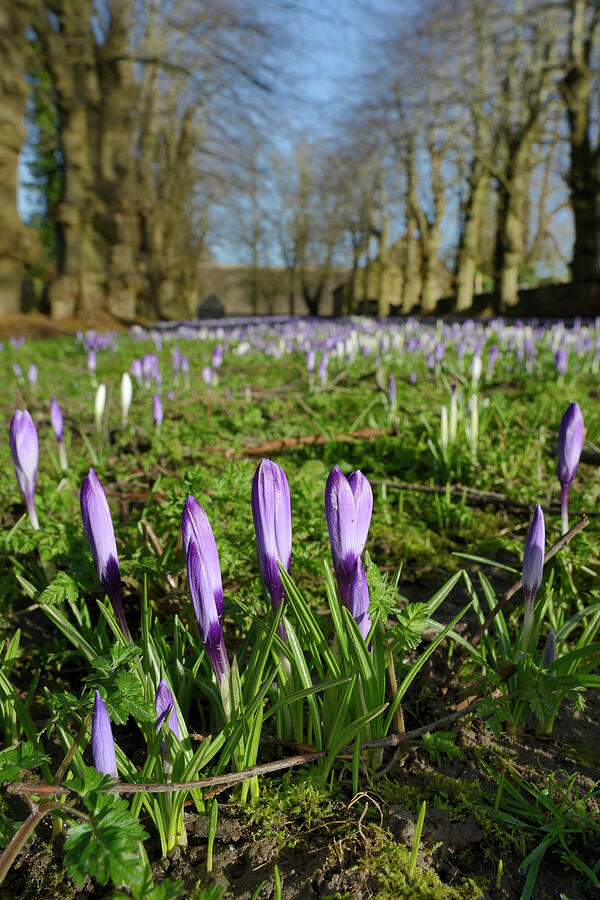 Carpet Of Dutch Crocuses Flowering In Early Spring #1 Photograph by ...