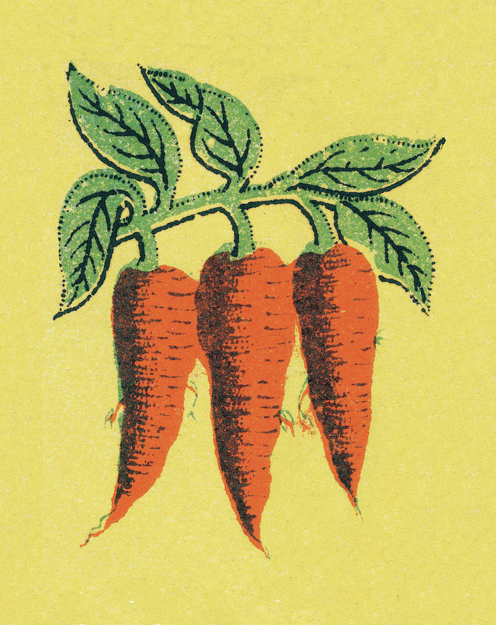 Carrot Drawing - Carrots #1 by CSA Images