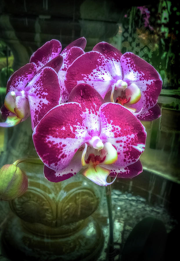 Cascade Of Orchids Photograph
