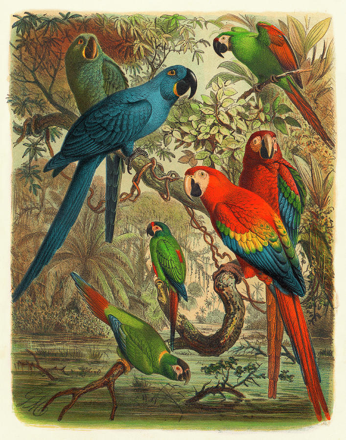 Bird Painting - Cassel Tropical Birds IIi #1 by Cassell