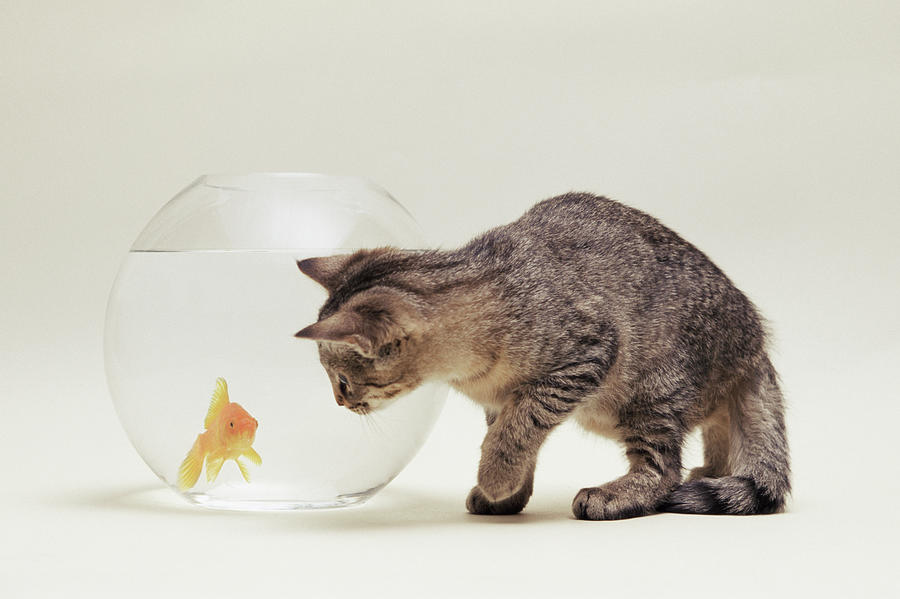 Cat Watching A Goldfish 1 by