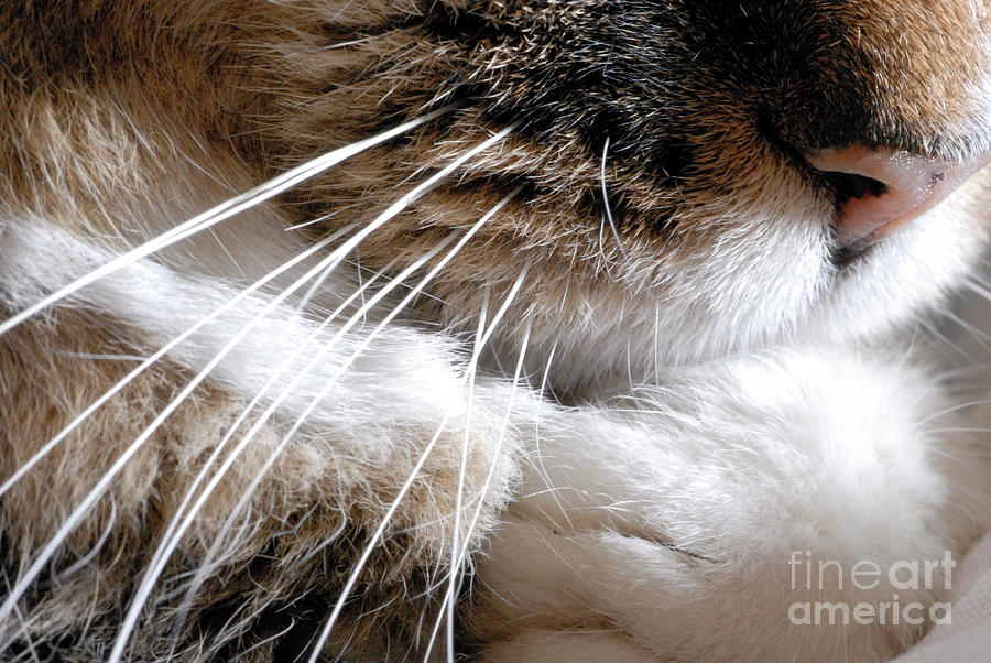 Cat Whiskers Photograph by Cordelia Molloy/science Photo Library