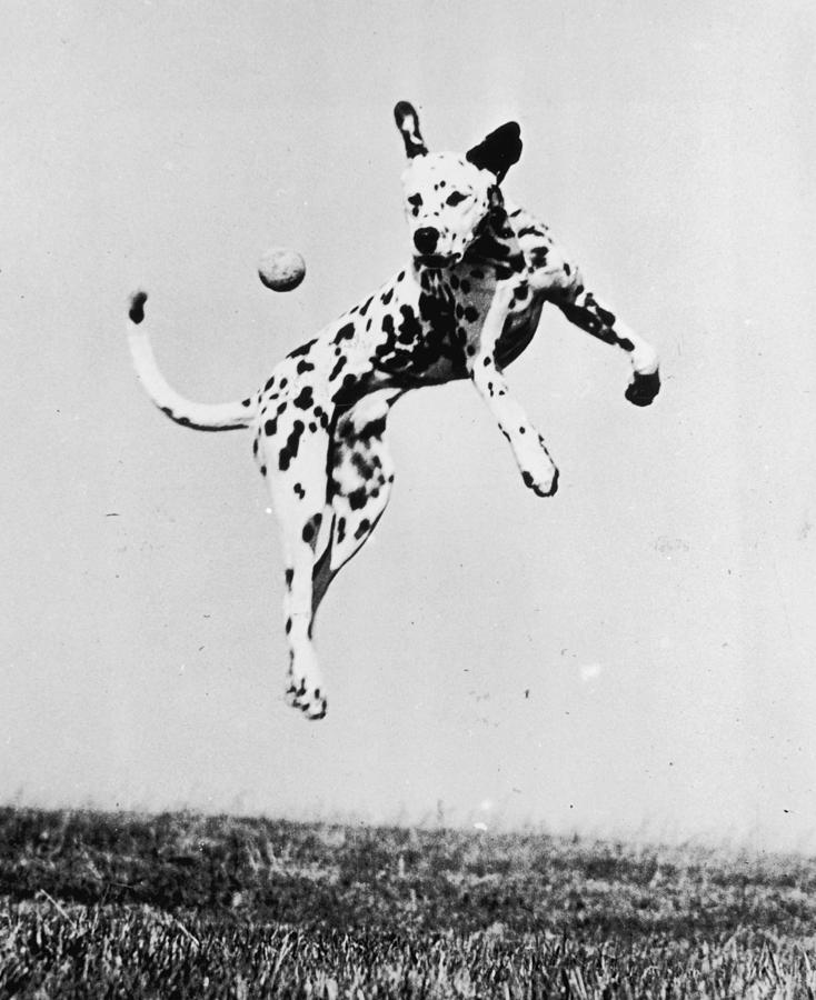 Catch It Spotty #1 Photograph by Three Lions