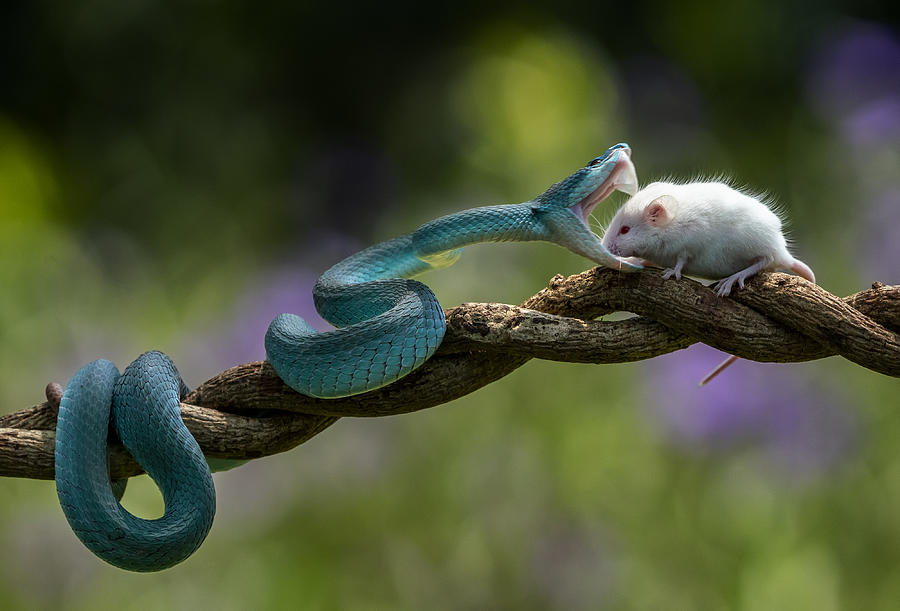 Snake Photograph - Catch You #1 by Mieke Suharini
