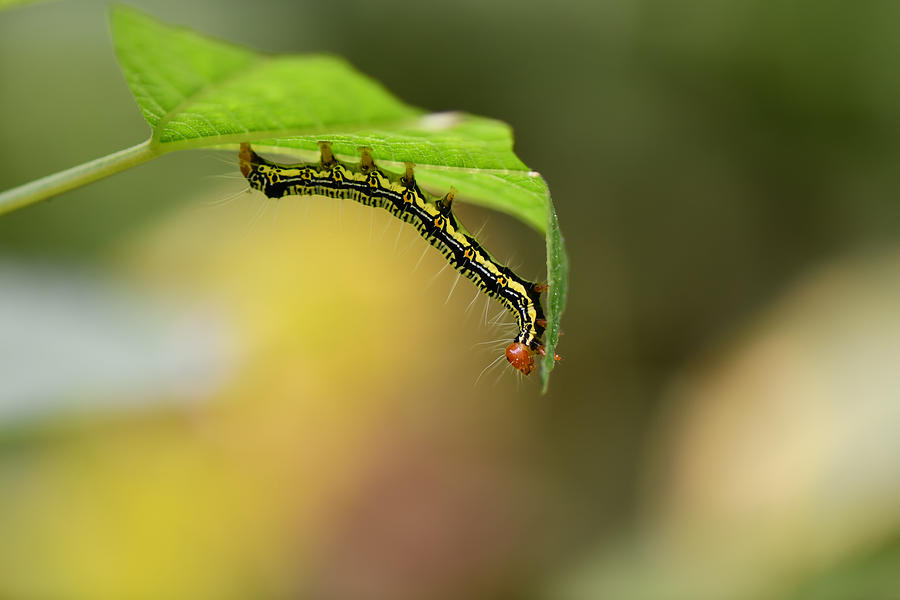 Nature Photograph - Caterpillar #1 by Ivy Deng