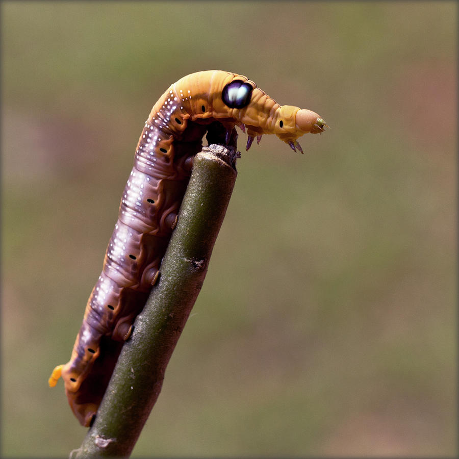 Caterpillar #1 Photograph by Lal