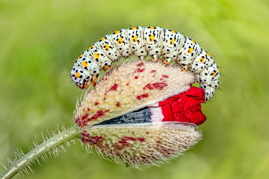 Butterfly Photograph - Caterpillar #1 by Mustafa ztrk