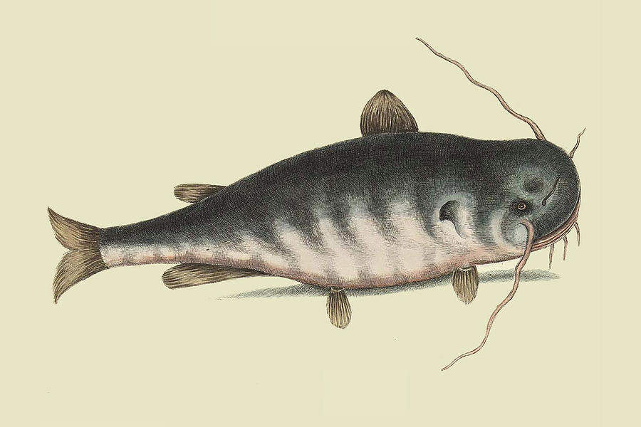 Nature Painting - Catfish #1 by Mark Catesby
