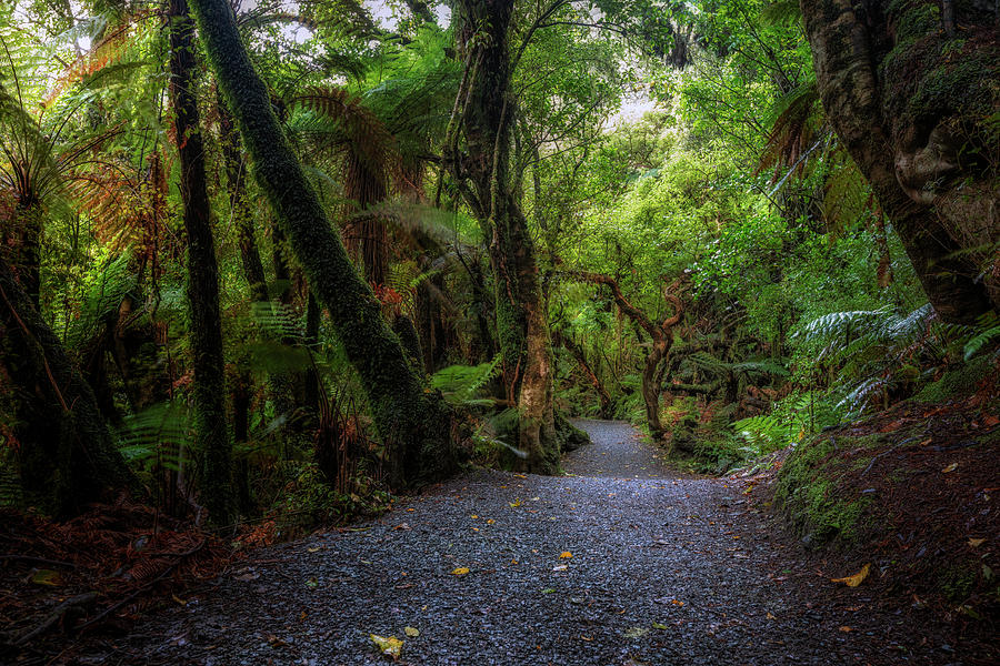 Catlins Forest Park - New Zealand #1 Photograph by Joana Kruse